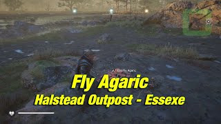 Fly Agaric  Essexe near Halstead Outpost  How to  Assassins Creed Valhalla [upl. by Enyaw]