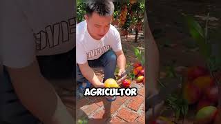 Este agricultor cosecha los mejores mangos de China 👏 [upl. by Jehias]