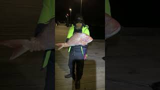 Portsea pier have big SNAPPER 🔥 [upl. by Downing124]