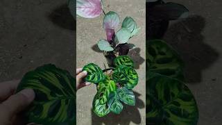 Calathea sexy pink dan makoyana daun bulat  Calathea Ra plant 🌱☺️ [upl. by Asnarepse]