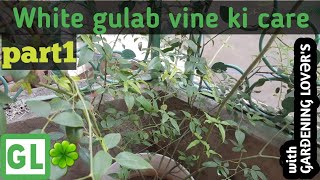 How to care of white rose vine in summer safeed gulab vine care [upl. by Duester]