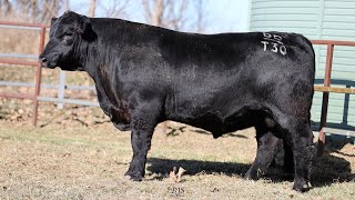 Lot 9 BRU22T30 Hillview Angus 2024 [upl. by Ellerol]