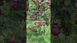 MASKERS ORCHARDS upstatenewyork usa [upl. by Lundberg57]