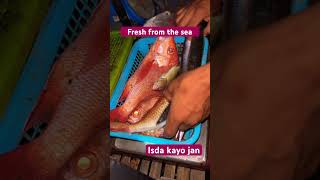 redsnapper fishing fish fishvideo freshfromthesea milliondollarbaby thankyoulord blessed [upl. by Friday]