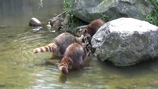 Raccoons Washing and Eating  Part 1 [upl. by Tonie381]