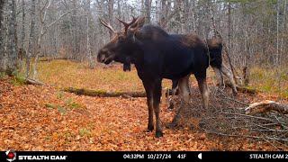 Salt Shakers Jealousy Rears Its Antlered Head [upl. by Heisel]