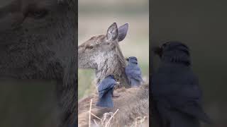 Jackdaws taking fur for nesting material from a molting dear Relationship 😍 [upl. by Telracs]