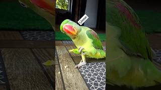 🦜🥰🥰🥰 parrot alexander talkingparrot alex parrottalking alexanderparrot funny parrotlover yt [upl. by Vassaux]