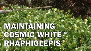 Maintaining Cosmic White™ Rhaphiolepis [upl. by Werdma723]