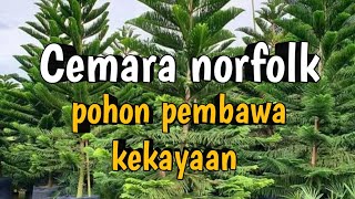 POHON CEMARA NORFOLK [upl. by Soilisav643]