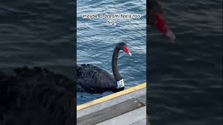 Black Swans Are Amazingly Mysterious animals swan shorts shorttrending positivesvibes swan [upl. by Holcomb]