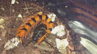 Scolopendra Hardwickei Indian Tiger Centipede  Feeding [upl. by Eralcyram]