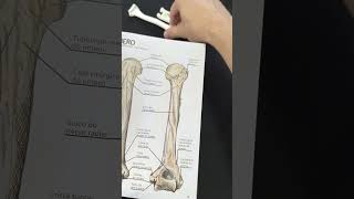 Lições de anatomia Membro superior úmero 1 [upl. by Vania]