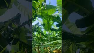 Nendran banana plant Tharuvi [upl. by Dreda352]