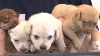 More Than 90 Animals Rescued from Arkansas [upl. by Nnairac358]