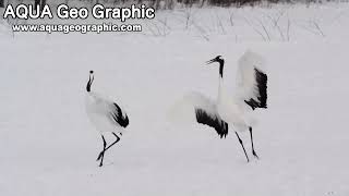 The Loving Dance of a RedCrowned Crane Couple [upl. by Rakia]