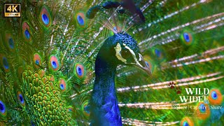 🦚MOST BEAUTIFUL PEACOCK IN THE WORLD CALLING birds [upl. by Couchman]