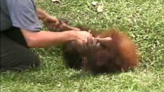 Orangutan Being Tickled [upl. by Annaert957]