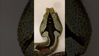 Ghost appears on Rhino Viper [upl. by Charlotta]