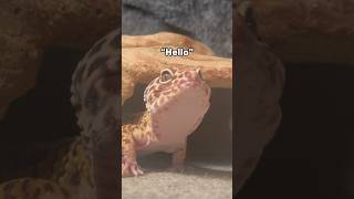 Update On My Leopard Gecko Gary [upl. by Ailaza837]