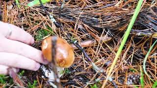 Video footage of picking mushrooms in the forest closeup Hobbies and recreation [upl. by Debera]