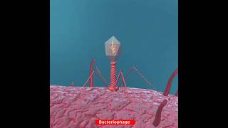 Lifecycle of Bacteriophage Virus  Lytic Cycle [upl. by Nnywg]