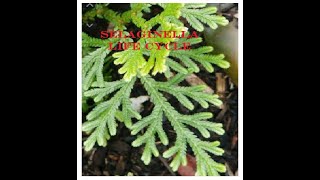 SELAGINELLA  Life cycle [upl. by Trevlac817]