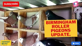 BIRMINGHAM ROLLER PIGEON UPDATE [upl. by Ardnoyek]