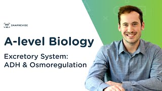 Excretory System ADH amp Osmoregulation  Alevel Biology  OCR AQA Edexcel [upl. by Ygief]