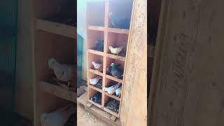 13 Kabutar Udaye 🕊 pigeon petvlogger vlog birds minivlog funny petlover ytshorts viralvideo [upl. by Edin155]