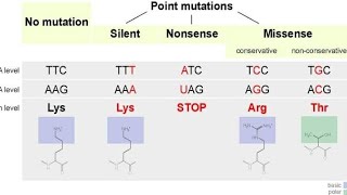 Missense Mutation  Point Mutations [upl. by Aiuhsoj]