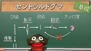 セントラルドグマ【72生物基礎】新課程対応 [upl. by Irotal]