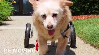 Disabled Dogs Taking First Steps in Walkin Wheels Wheelchairs [upl. by Notlit]