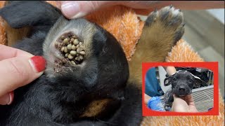 Found puppy covered in ticks  Satisfying removal [upl. by Anett]