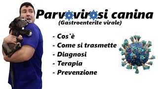 La Parvovirosi del cane Cosè come si trasmette diagnosi terapia prevenzione [upl. by Eatnuahc515]