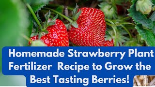 Homemade Strawberry Plant Fertilizer Recipe to Grow the Best Tasting Berries [upl. by Euphemiah]