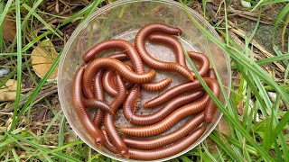 Wow lets hunt for Luwing millipedes after the rain wow its exciting to get lots of millipedes [upl. by Eneloj]