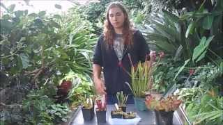 How to Grow Sarracenia North American Pitcher Plants [upl. by Eed]