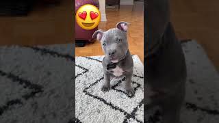 Bluenose Pitbull Puppy Argo Kills with Cuteness pitbull [upl. by Fullerton158]