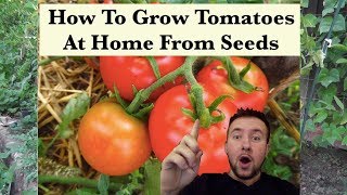 🍅 How To Grow Tomatoes From Seed Indoors  Easy Step By Step Guide [upl. by Eugene]