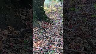 Rattled by a rattle snake Sound up rattlesnakes hiking wildlife nature [upl. by Kleiman]