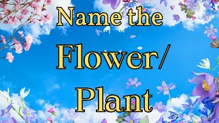 Quiz Time Name the FlowerPlant [upl. by Gant18]