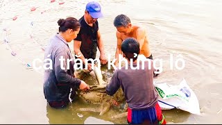 bắt cá trắm khủng lô [upl. by Aihtenak]