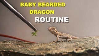 Baby Bearded Dragon Daily Routine  Tips On Bearded Dragon Care [upl. by Garmaise748]