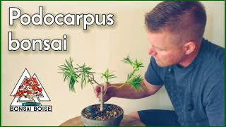 Podocarpus Bonsai  Trim and repot [upl. by Feeney491]