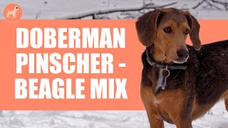 Beagleman Doberman PinscherBeagle Mix Complete guide [upl. by Whitford]