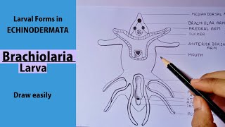 how to draw Brachiolaria Larva step by step easily  BRACHIOLARIA LARVA [upl. by Everest]