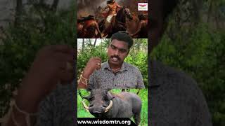 எதிரிகளை வீழ்த்த இந்த கறி உதவி செய்யுமா  Wisdom Kitchen trending agriculture food bhfyp [upl. by Lacey223]