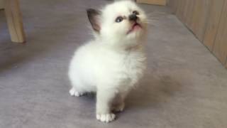 The most cute kitten Meow ever [upl. by Lud]