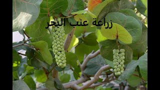 عنب البحر فاكهة الباشا معا لنعرف أسرارها الزراعية coccoloba uvifera حلقة 282 [upl. by Intosh]